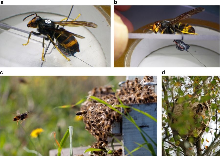 42003 2018 92 Fig1 HTML Vespa velutina workers were caught when hovering outside of bee hives, foraging around plants for nectar or honeydew, or at bait stations, were then fitted with VHF radio-telemetry tags. They were then released near their point of capture and tracked to their nests. (a) Worker hornet restrained to a Perspex plate while attaching the tag. (b) Side view tag. (c) Asian hornet “hawking” outside of a honeybee hive in France. (d) Vespa velutina nest in a Silver birch, Jersey. Photographs by P. Kennedy and K. Monceau